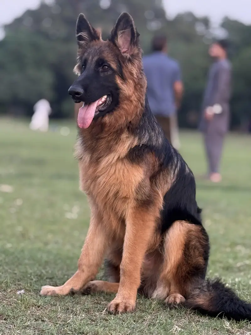 German shepherd Longcoat Male — photo 3
