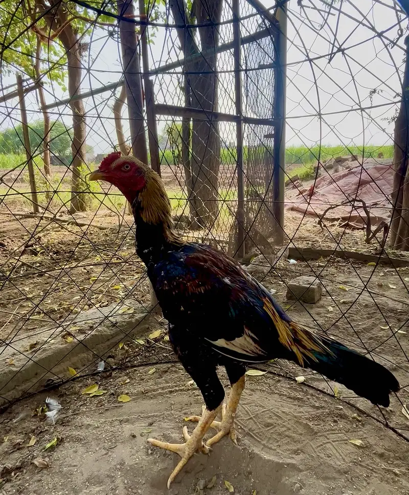 High quality aseel murga for sale — photo 3