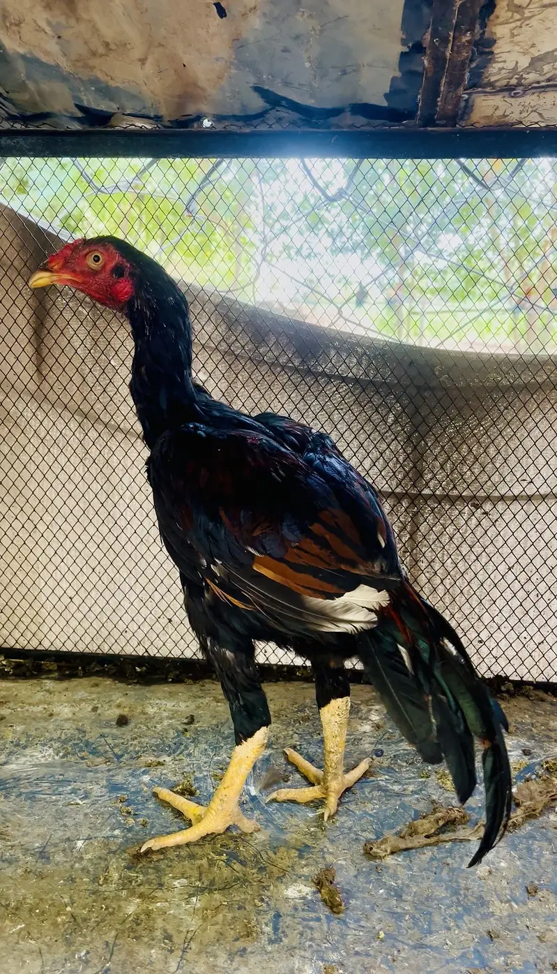 High quality aseel murga for sale — photo 4