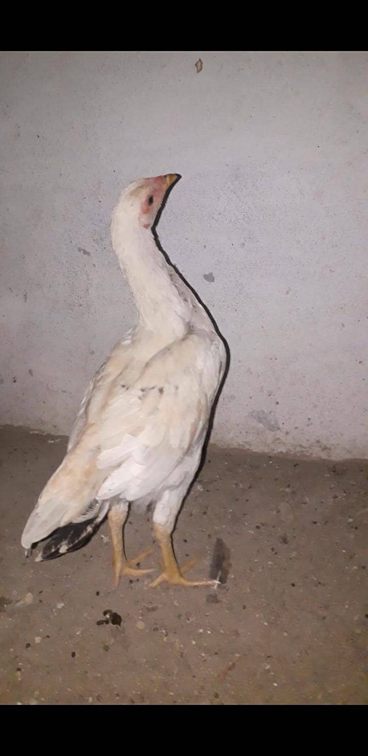 Aseel Pathi 0