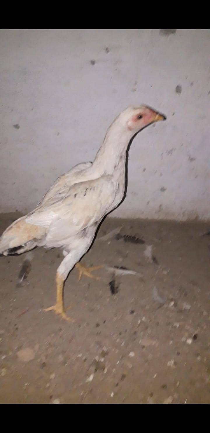 Aseel Pathi 1