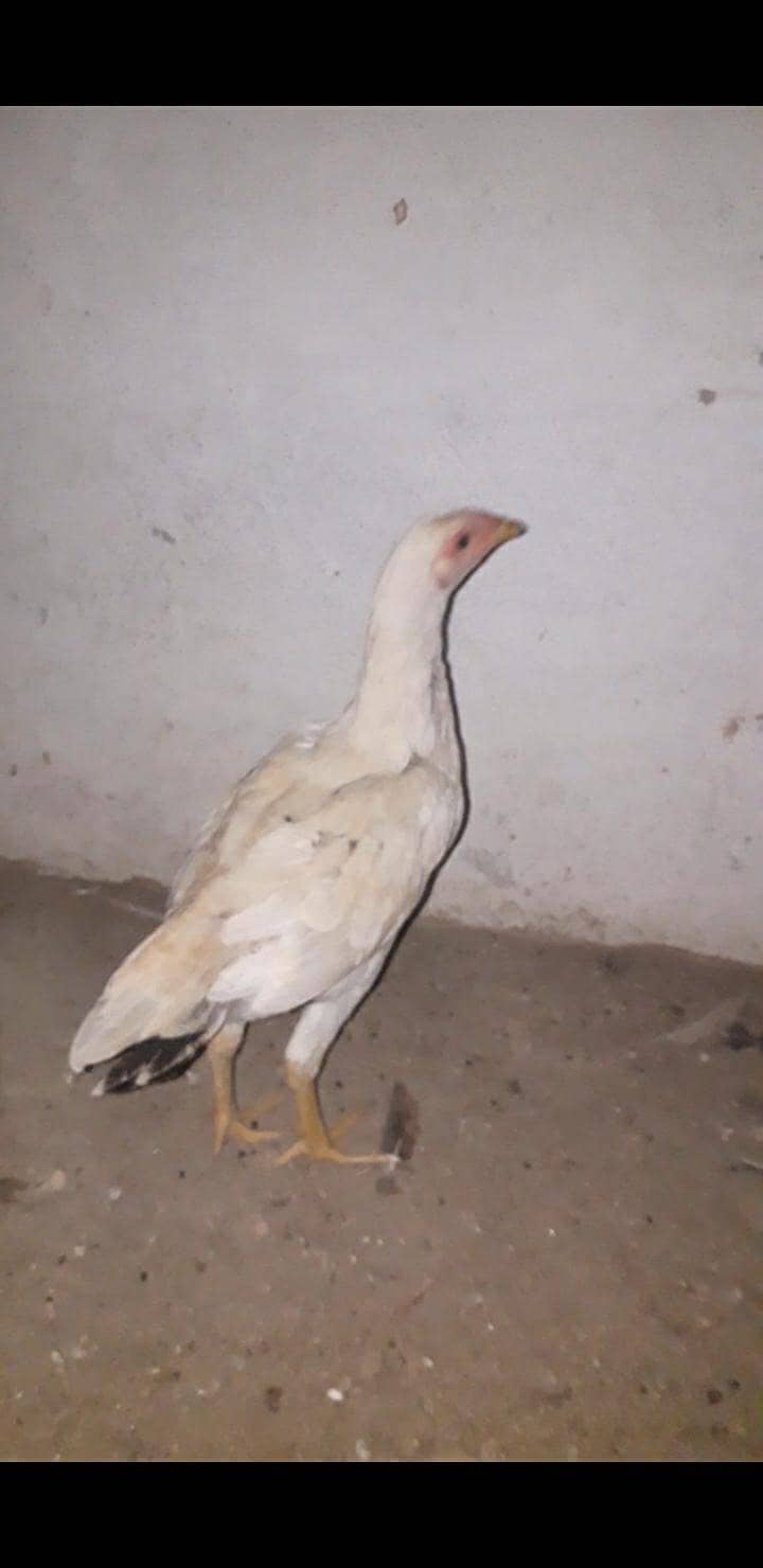 Aseel Pathi 2