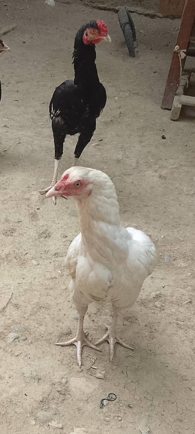 Heera Punjab Breed