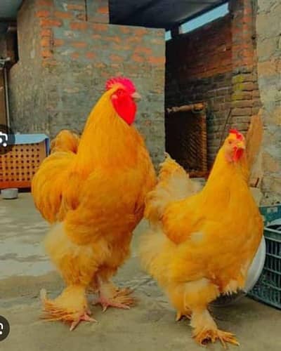 golden buff