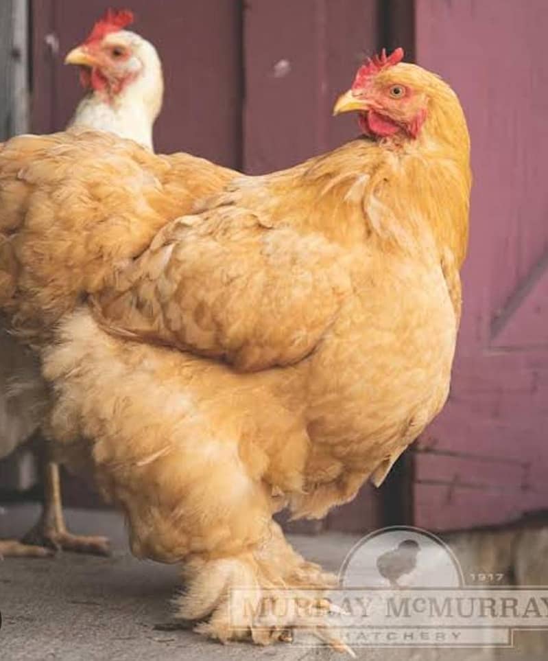 golden buff 2