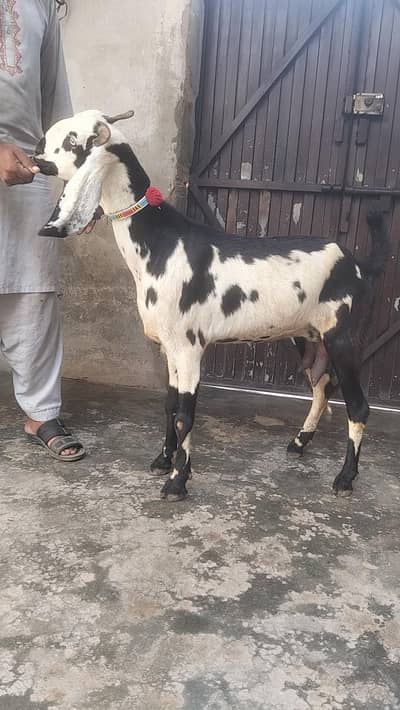 beetal bakri