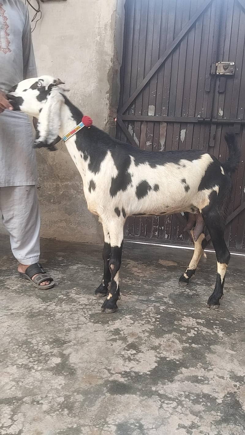 beetal bakri 1