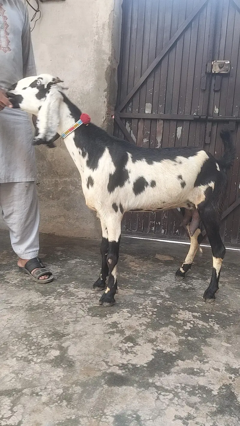 beetal bakri — photo 2