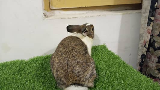 big size junglee rabbits beautiful colour combination