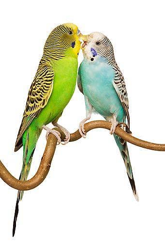 Australian parrot