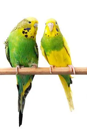 Australian parrot — photo 2