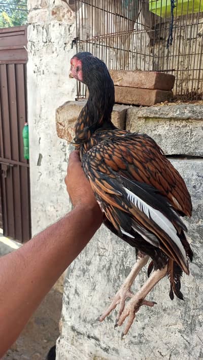 Thai dragon crass piar for sale