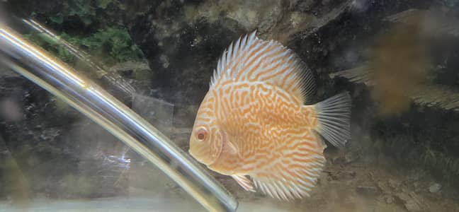 aquarium for sale 2.5ft and 5ft and discuss fish single