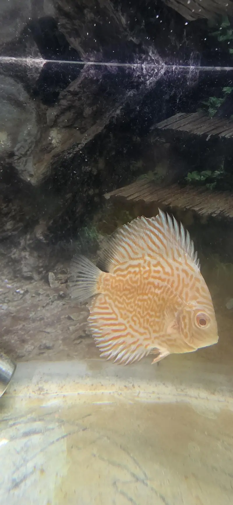 aquarium for sale 2.5ft and 5ft and discuss fish single — photo 2