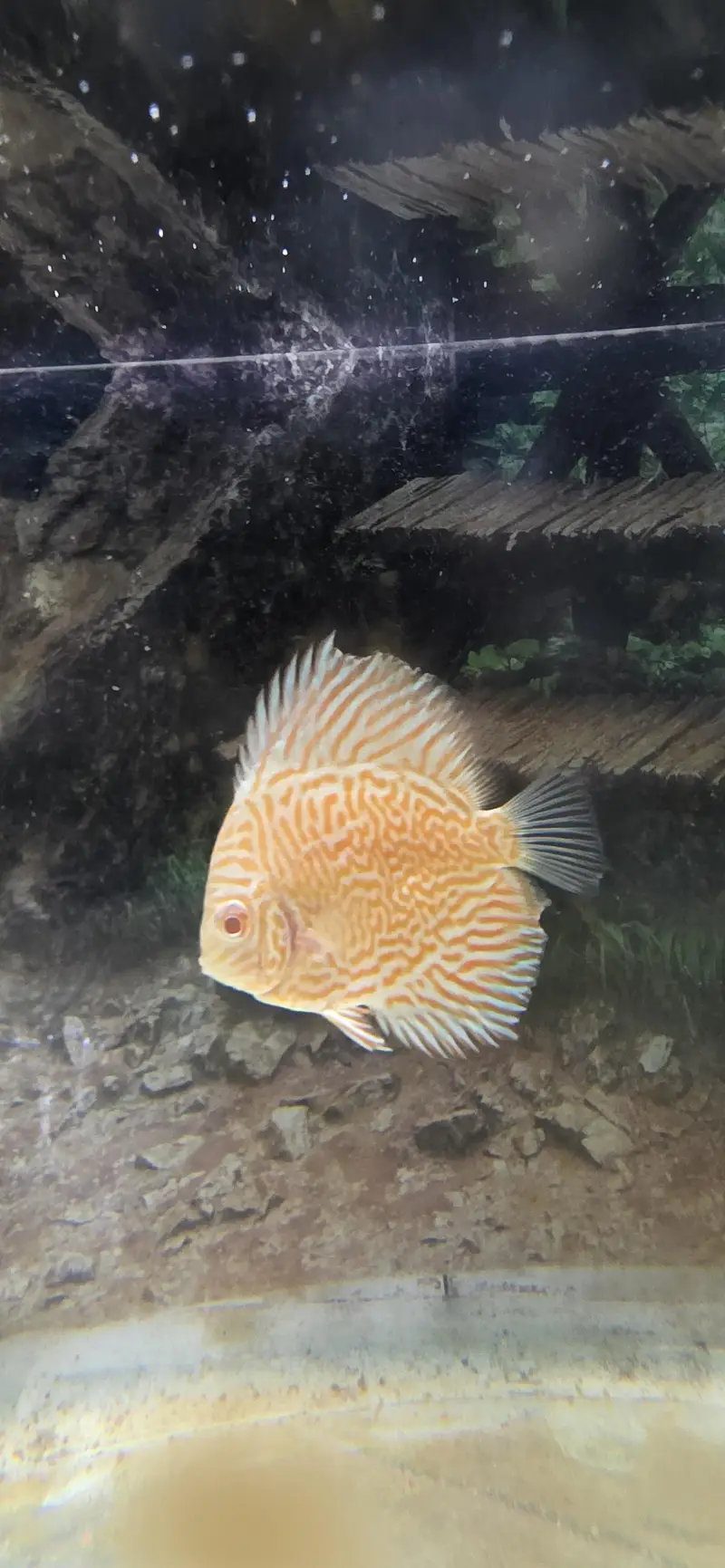aquarium for sale 2.5ft and 5ft and discuss fish single — photo 3
