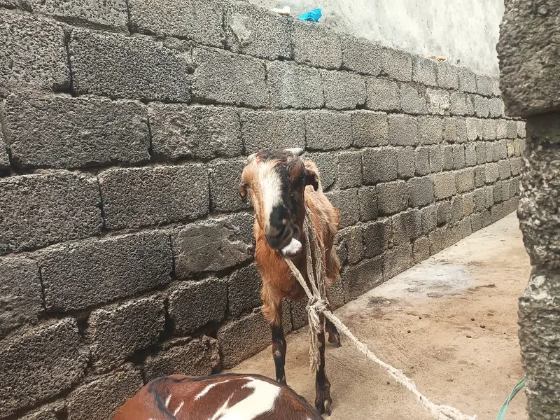 3 bakria for sale ha Jin may tu gaban ha — photo 2