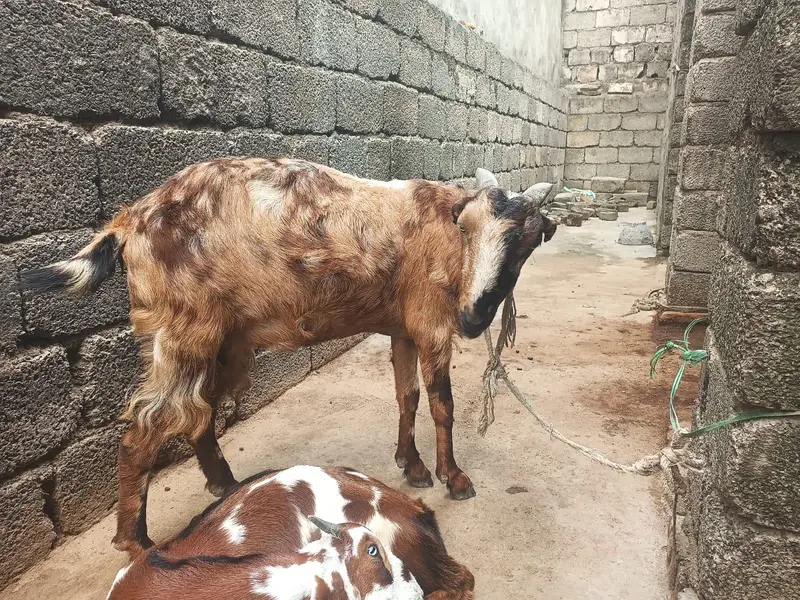3 bakria for sale ha Jin may tu gaban ha — photo 3