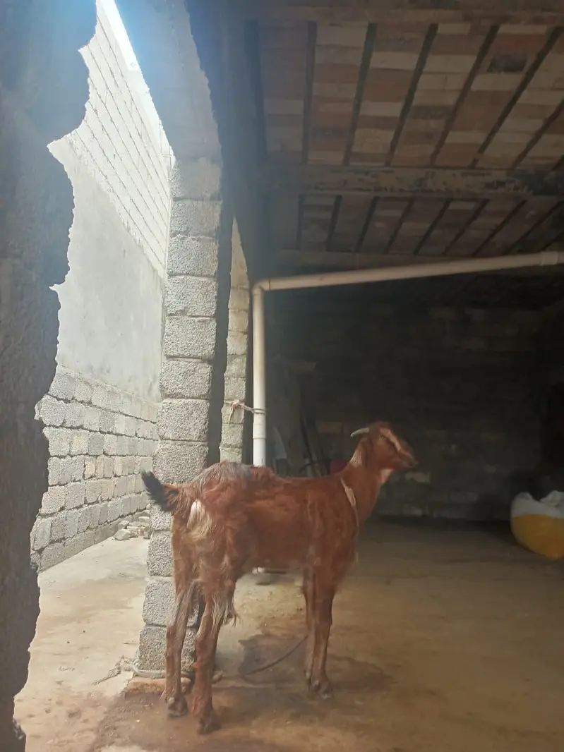 3 bakria for sale ha Jin may tu gaban ha — photo 4