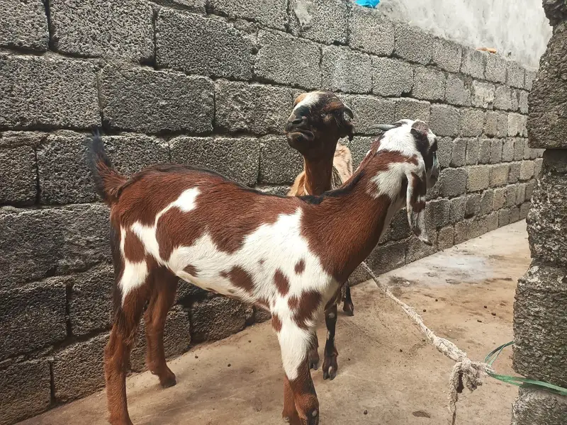3 bakria for sale ha Jin may tu gaban ha — photo 5