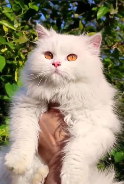 All Breeds of Cats & Kittens Available | All Ages & All Price Ranges