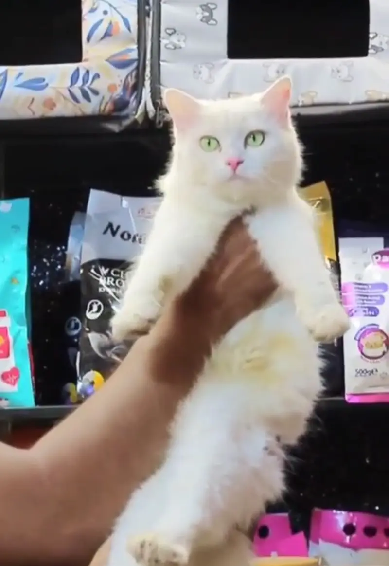All Breeds of Cats & Kittens Available | All Ages & All Price Ranges — photo 3