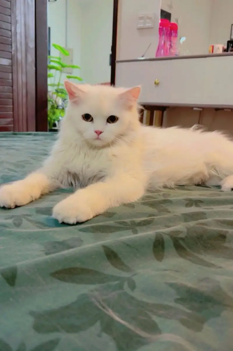 All Breeds of Cats & Kittens Available | All Ages & All Price Ranges — photo 8