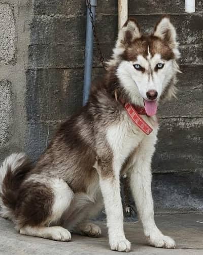Siberian husky