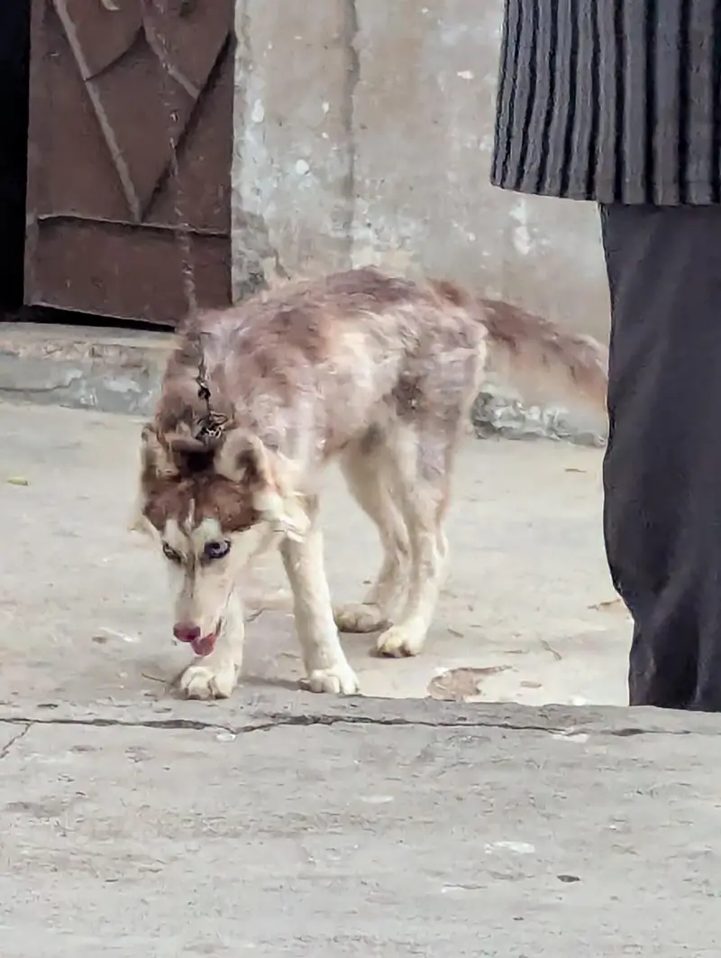 Siberian husky — photo 2