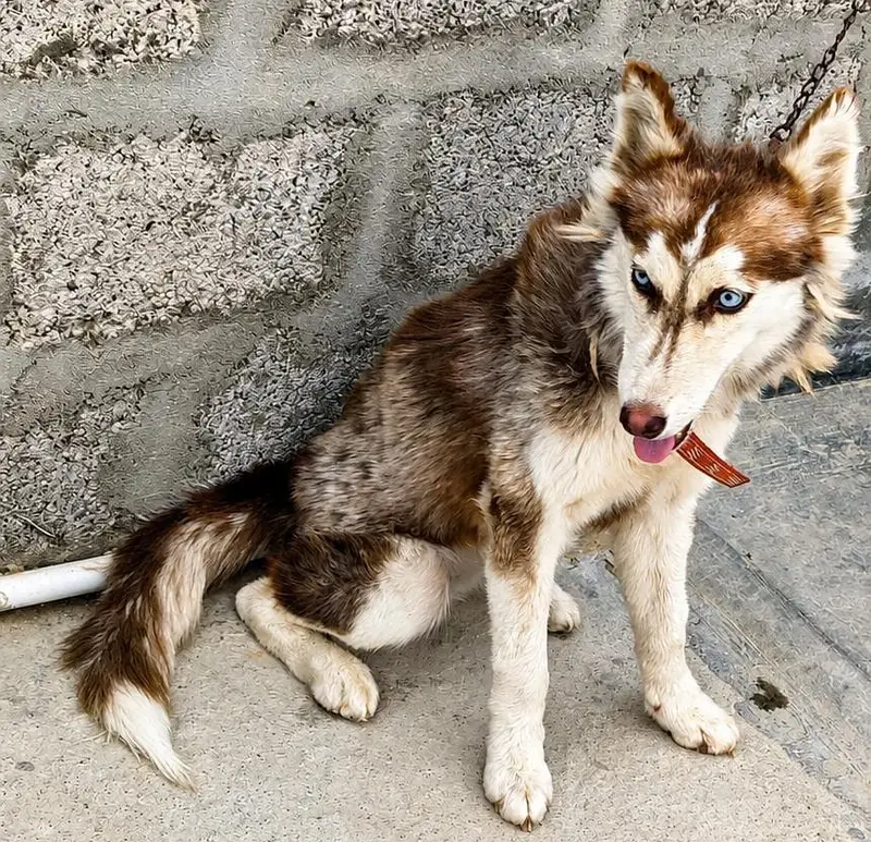 Siberian husky — photo 3