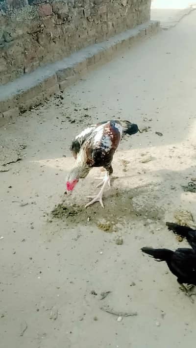 sindi aseel murgha