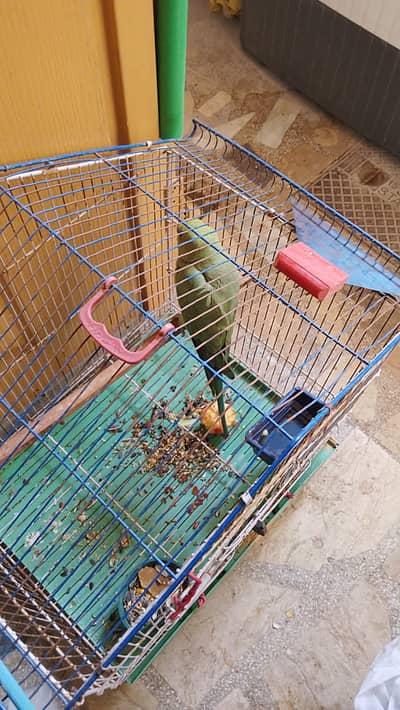 Male parrot