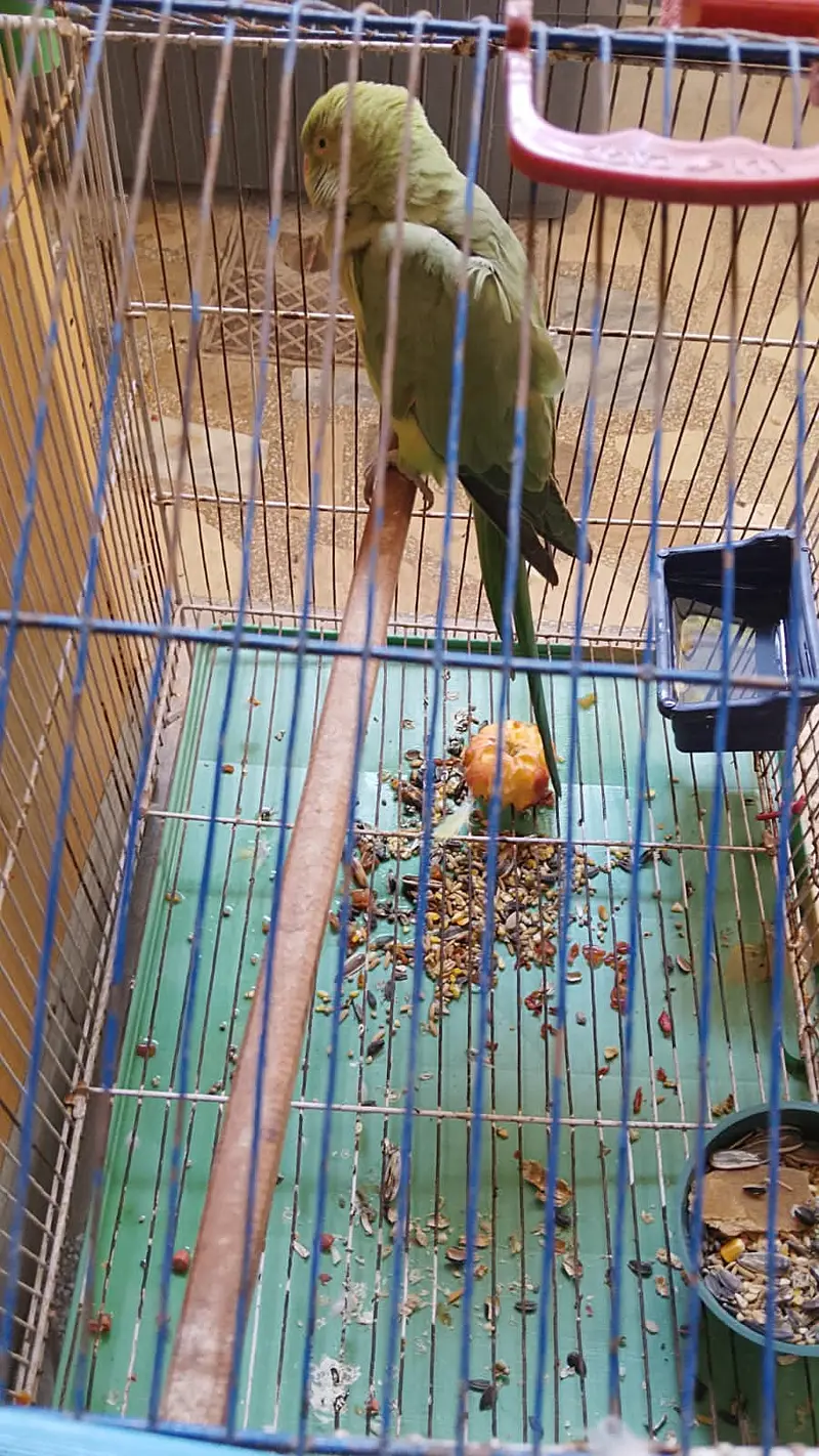 Male parrot — photo 2