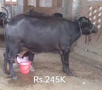 3 janwer for sale