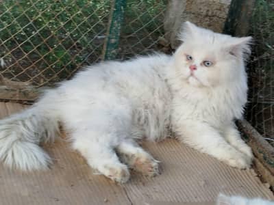 Male Available for Mating
