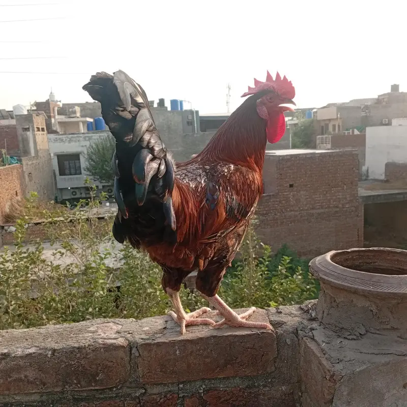 Murgha Sale 7 to 8 month age hai. . Pure Dasi hai. . — photo 2