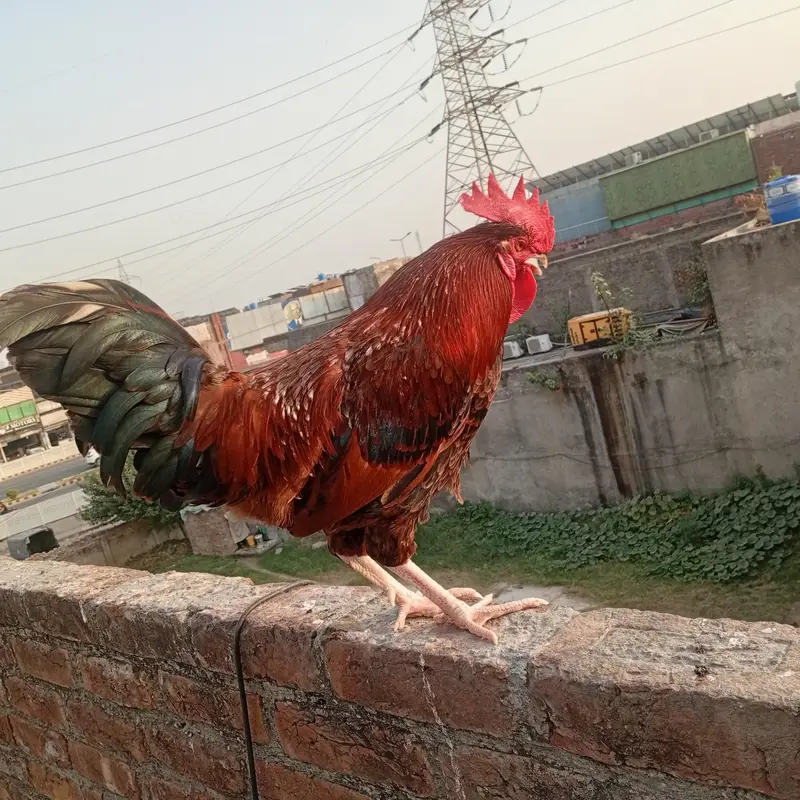 Murgha Sale 7 to 8 month age hai. . Pure Dasi hai. . — photo 3