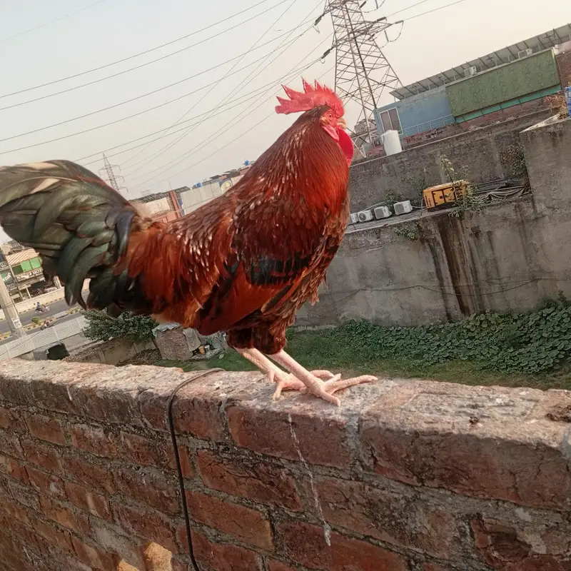 Murgha Sale 7 to 8 month age hai. . Pure Dasi hai. . — photo 5