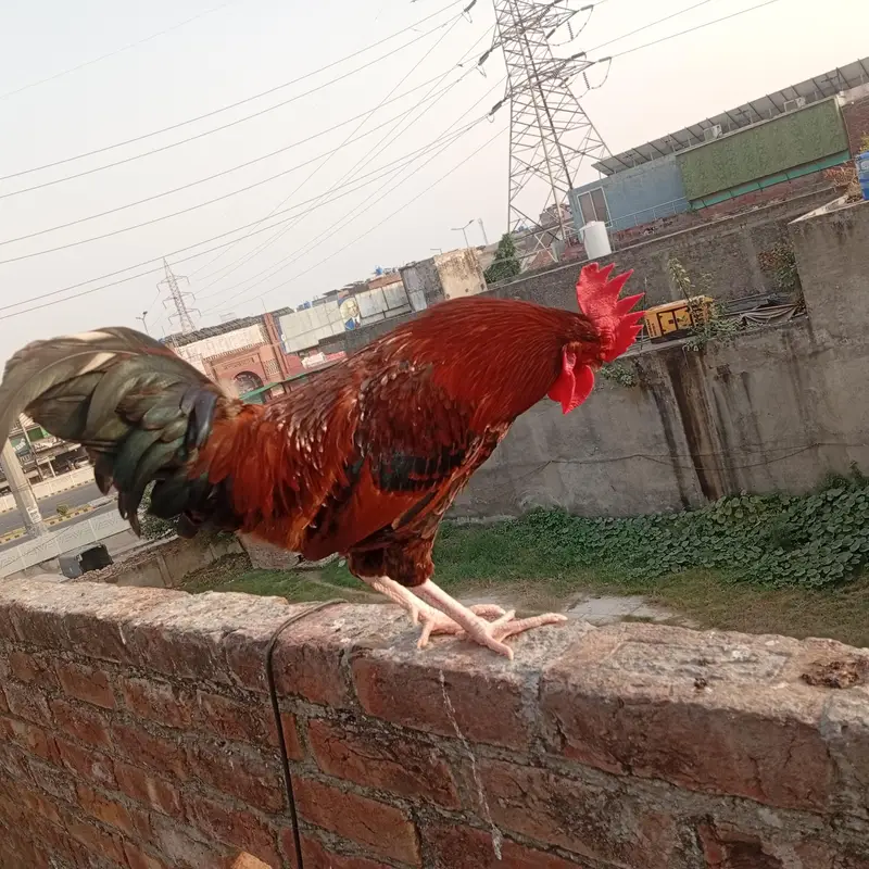 Murgha Sale 7 to 8 month age hai. . Pure Dasi hai. . — photo 6
