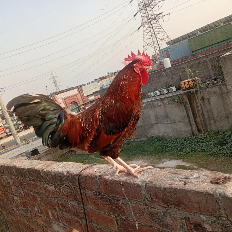 Murgha Sale 7 to 8 month age hai. . Pure Dasi hai. . — photo 7