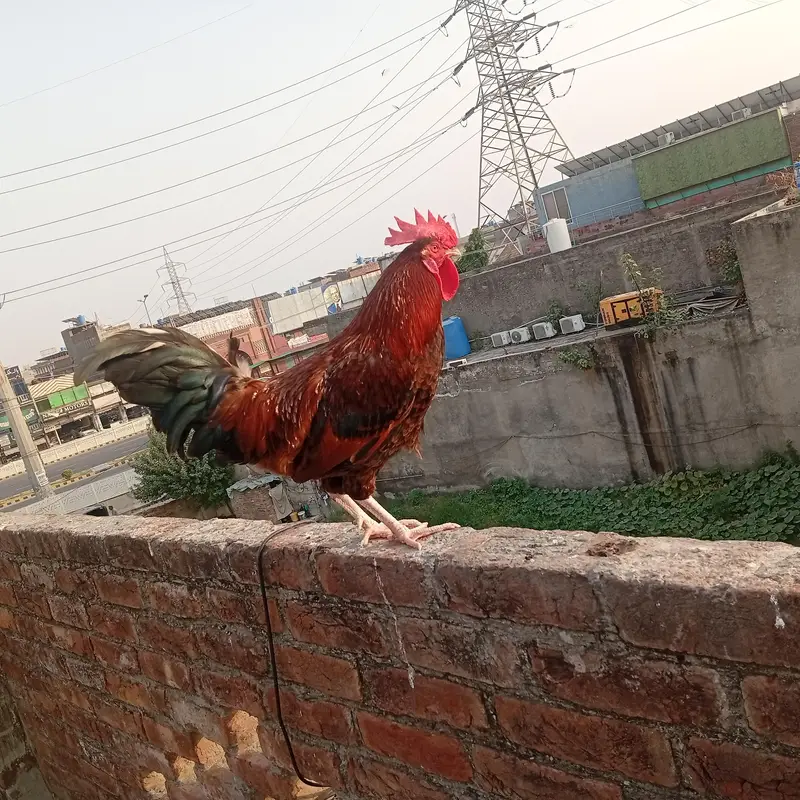 Murgha Sale 7 to 8 month age hai. . Pure Dasi hai. . — photo 8