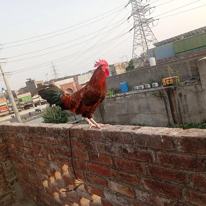 Murgha Sale 7 to 8 month age hai. . Pure Dasi hai. . — photo 9