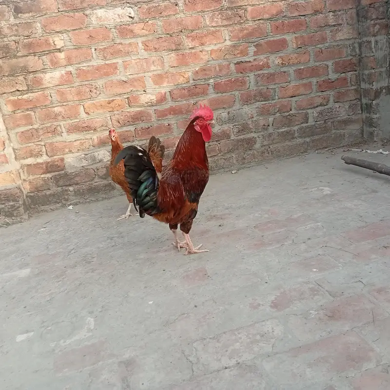 Murgha Sale 7 to 8 month age hai. . Pure Dasi hai. . — photo 10