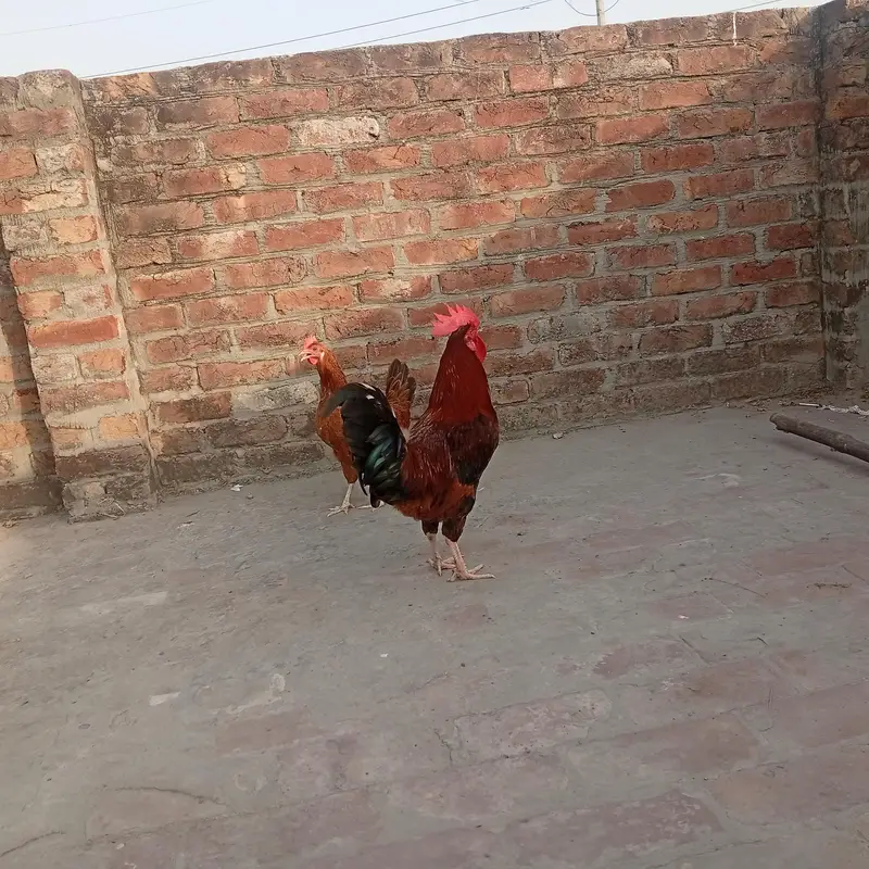 Murgha Sale 7 to 8 month age hai. . Pure Dasi hai. . — photo 12