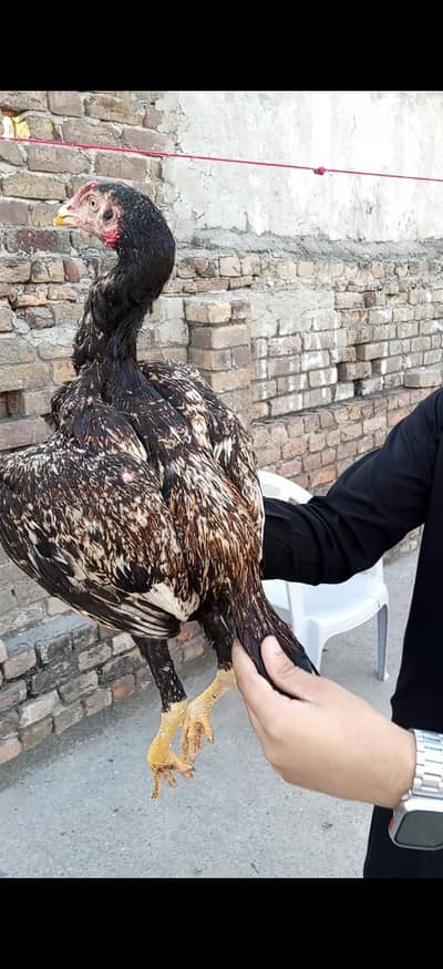 Aseel patha for sale  03165075810