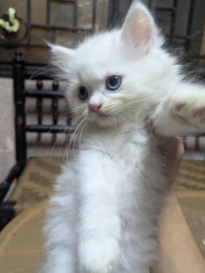 KITTEN FOR SALE