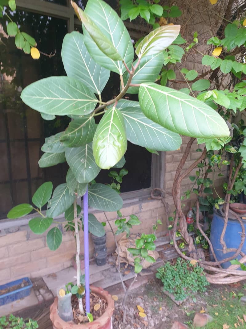 Rubber plant 0