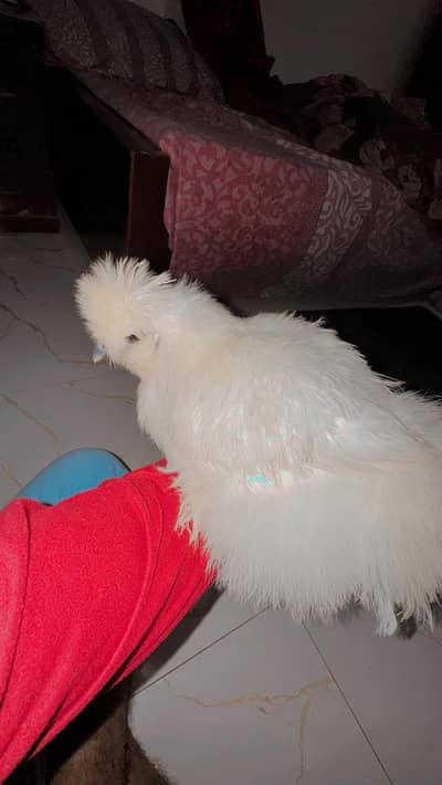 selling my top notch silkie hen