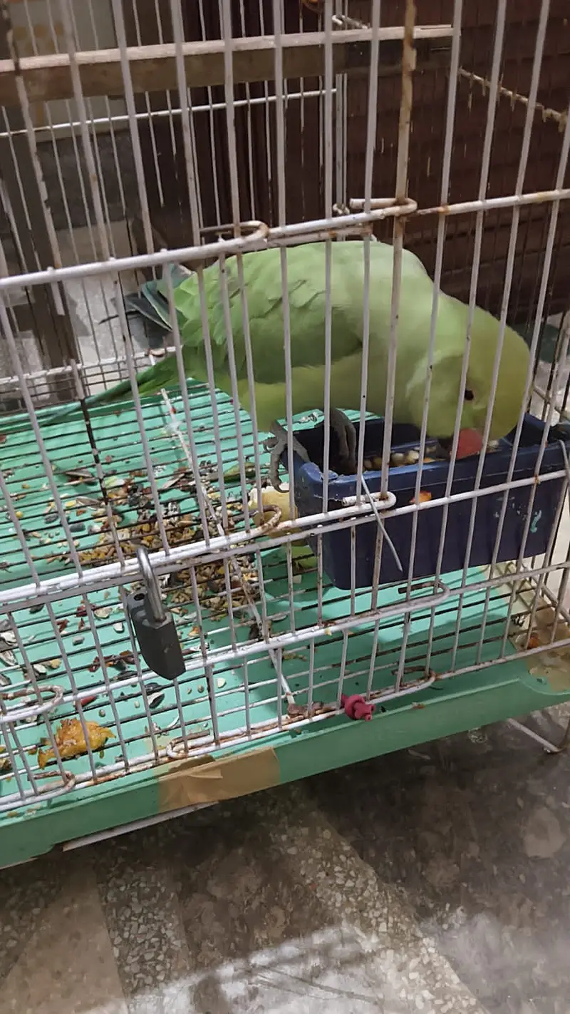Male parrot — photo 3