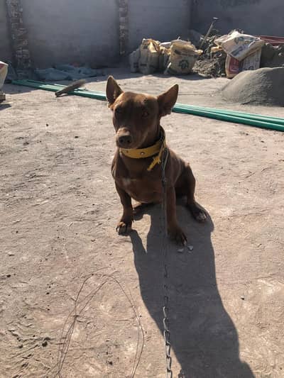 PitDoberman Forsale