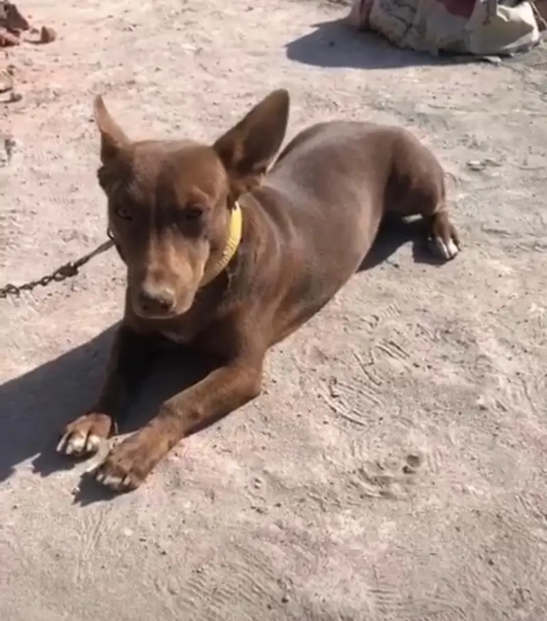 PitDoberman Forsale — photo 2